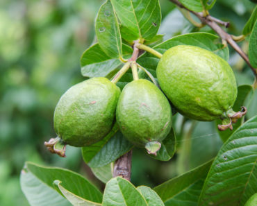 Guava fruit for hair rinse