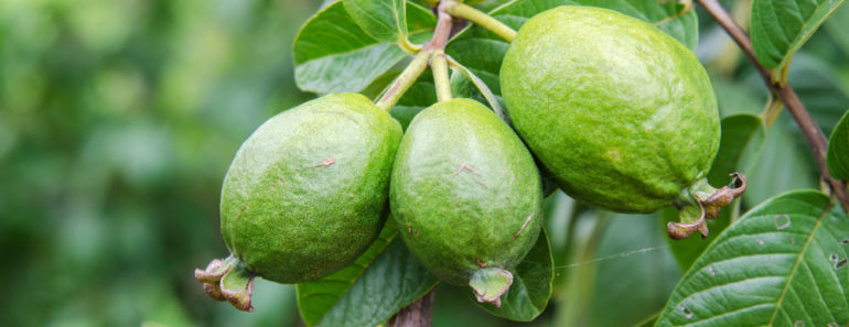 Guava fruit for hair rinse