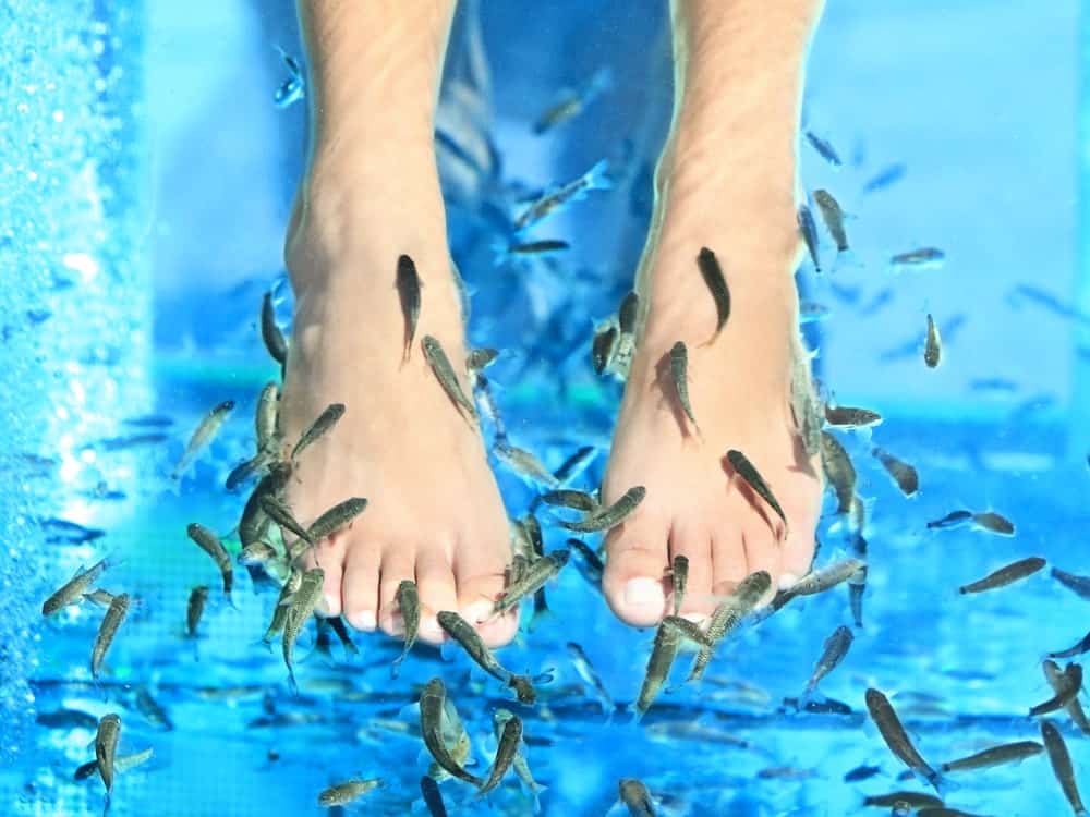 Fish Spa pedicure where small fish eat the dead skin of the feet.